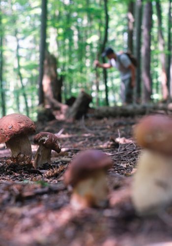 mushrooms-growing-in-a-forest-with-hiker-2026-01-08-02-39-36-utc (1)