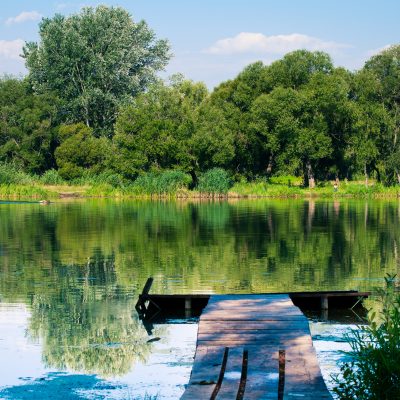 picturesque-forest-and-the-river-2026-03-26-05-31-21-utc